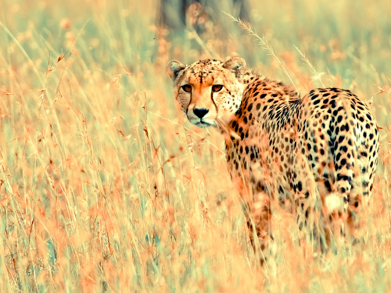 Wallpaper 1of 1 |  | beautiful_cheetah-1600x1200 | 