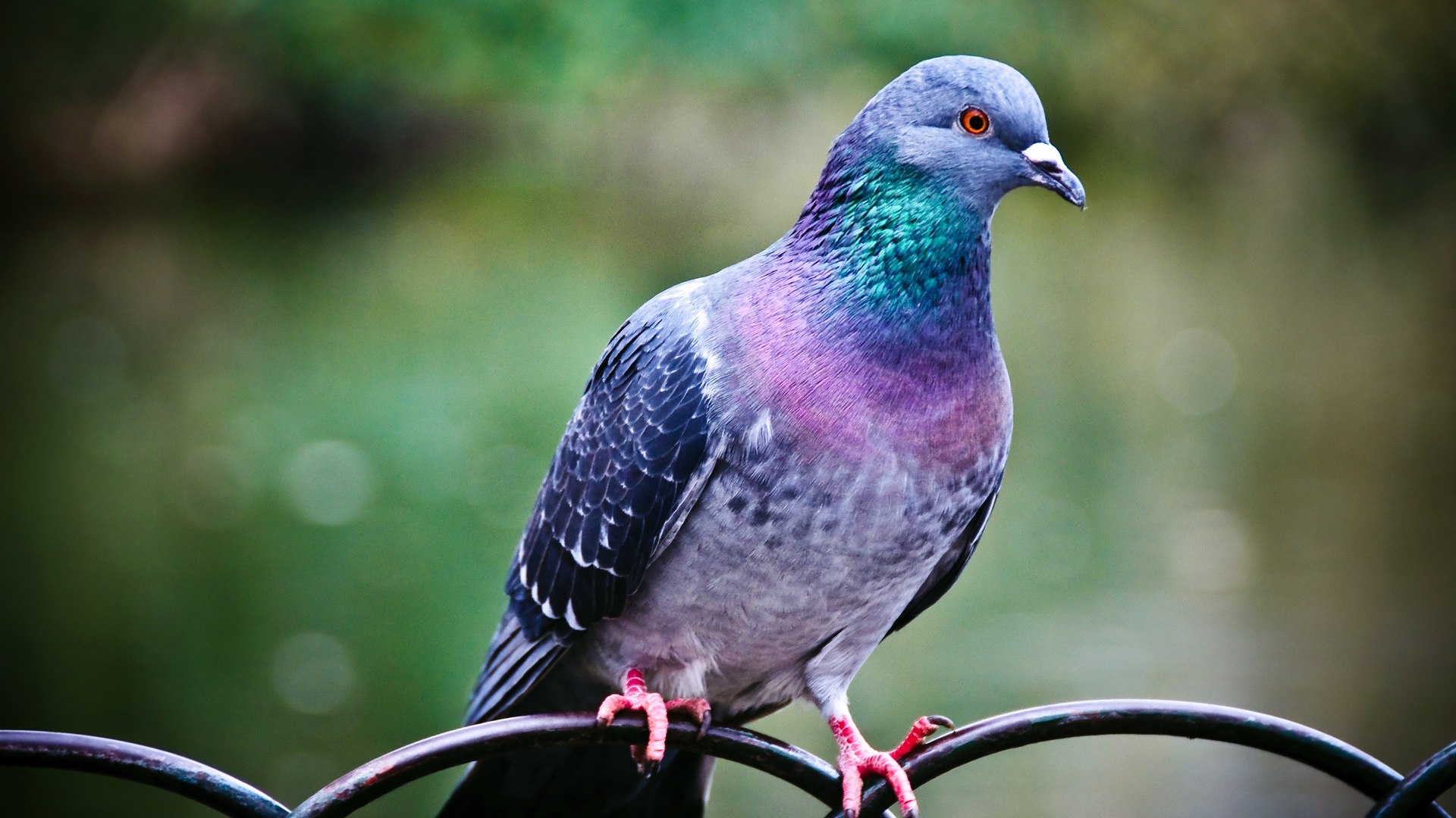 Wallpaper 1of 1 | pigeon-1920x1080 |  | 