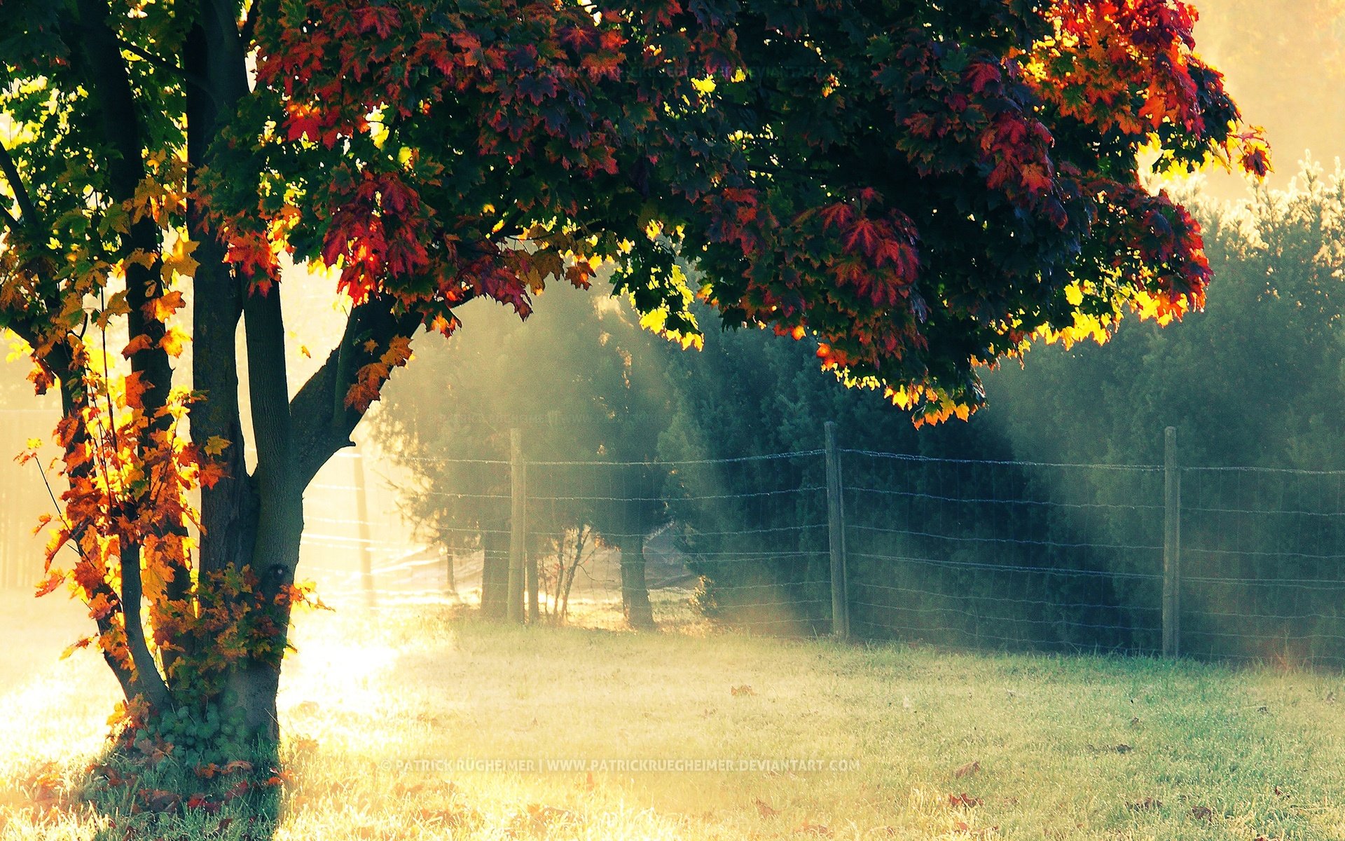 Autumn Morning