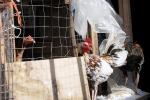 In Cockfighting Raid 51 Immigrants Detained, 51 Immigrants Detained, 51 immigrants detained in cockfighting raid, Criminal convictions
