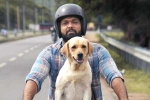 777 Charlie movie review, 777 Charlie rating, 777 charlie movie review rating story cast and crew, Rakshit shetty