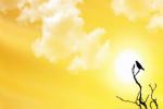 UAE, Tropic of Cancer, friday is the longest day of the year, Middle east news