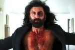 Animal movie, Animal profits, animal first week worldwide collections, Animal movie