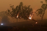 forest land, bushfires, australia fires warnings of huge blazes ahead despite raining, Food bank