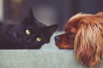 cat meat, cat meat in United States, u s house of representatives ban slaughter of dogs cats, Claudia tenney