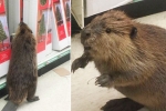 Beaver, Beaver, waaoow beaver on aisle 5 in maryland dollar store, Paws Beaver, Beaver, waaoow beaver on aisle 5 in maryland dollar store, Paws