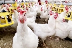 Bird flu 2024, Bird flu 2024, bird flu outbreak in the usa triggers doubts, 1 million