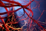 Blood Vessels Stretch news, Blood Vessels Stretch research, how far can blood vessels stretch if laid out end to end, Kumari 21