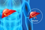 Fatty Liver Disease News, Fatty Liver Disease News updates, body organs that can be affected by fatty liver disease, Fatty liver disease news