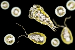 Primary Amoebic Meningoencephalitis deaths, Primary Amoebic Meningoencephalitis in Kerala, 19 killed in kerala due to brain eating amoeba, Health department Primary Amoebic Meningoencephalitis deaths, Primary Amoebic Meningoencephalitis in Kerala, 19 killed in kerala due to brain eating amoeba, Health department