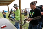 florida pythons, python hunters, florida s everglades now have 1 000 fewer pythons, Life management