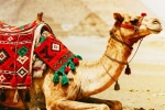 Camel Milk latest breaking, Camel Milk latest breaking, benefits and side effects of camel milk, Heart diseases Camel Milk latest breaking, Camel Milk latest breaking, benefits and side effects of camel milk, Heart diseases