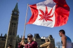 Senate, Senate, canada senate legalizes recreational marijuana, Global investors Senate, Senate, canada senate legalizes recreational marijuana, Global investors