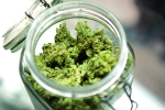 UK to legalize Marijuana, Marijuana legal in UK, cannabis medicine to be legal in uk, Cannabidiol