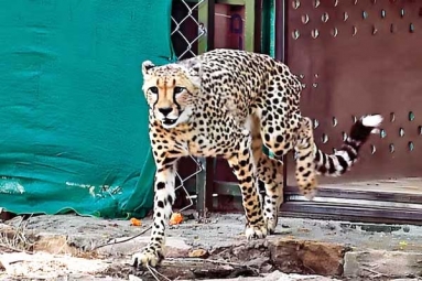 Tenth Cheetah Dies At Kuno National Park In Madhya Pradesh