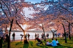 National Cherry Blossom Festival, Yoshino Cherry Blooms, 2019 national cherry blossom festival washington d c dresses in delightful yoshino cherry blooms, National mall