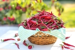 chili to burn fat, does green chilli help weight loss, chili peppers help burn away the fat, Purdue university