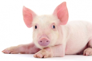 China Bans Pork Import From India Due To Swine Fever China Bans Pork Import From India Due To Swine Fever