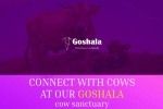 Connect with AZGoshala Cows in Goshala of Arizona, Connect with AZGoshala Cows in Goshala of Arizona, connect with azgoshala cows, Shobana