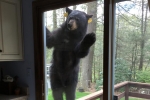 Bear visits woman’s home, Connecticut bears, connecticut woman had a surprise visit from a bear, Paws Bear visits woman’s home, Connecticut bears, connecticut woman had a surprise visit from a bear, Paws