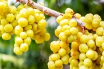 Amla survey, Consuming Amla, ten health benefits of consuming amla, Oxidation
