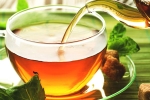 green tea, chamomile tea, is consuming tea linked to immunity, Rocky mountain green tea, chamomile tea, is consuming tea linked to immunity, Rocky mountain