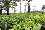 Coorg latest breaking, Coorg new updates, coorg the coffee capital of india, Pepper Coorg latest breaking, Coorg new updates, coorg the coffee capital of india, Pepper