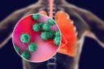 transmission, ACE2 and TNPRSS2, new studies explain how the coronavirus enters our body, Body organs transmission, ACE2 and TNPRSS2, new studies explain how the coronavirus enters our body, Body organs