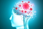 virus, COVID-19, coronavirus is capable of affecting the brain study, Zika virus, COVID-19, coronavirus is capable of affecting the brain study, Zika