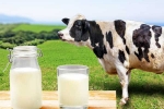 Cow Milk Protein updates, Cow Milk Protein bad for health, can cow milk protein lead to type 1 diabetes, Stomach upset Cow Milk Protein updates, Cow Milk Protein bad for health, can cow milk protein lead to type 1 diabetes, Stomach upset