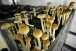denver voters, possession of psychedelic mushrooms, denver voters approve measure to decriminalize magic mushrooms, Psyche denver voters, possession of psychedelic mushrooms, denver voters approve measure to decriminalize magic mushrooms, Psyche