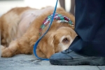 Dog with 42-pound tumor, animal cruelty, california woman arrested with abandoning dog with 42 pound tumor, Old is gold