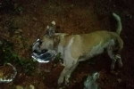Animal rights, Sanskruthi Township in Hyderabad, about 50 dogs allegedly poisoned killed by township in hyd, Animal cruelty