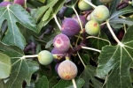 Figs breaking, Figs updates, are figs really vegetarian or non vegetarian, Figs
