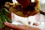 Anand, Honey Laboratory, anand to become home for first ever honey laboratory, Honey laboratory Anand, Honey Laboratory, anand to become home for first ever honey laboratory, Honey laboratory