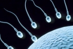 Foods To Increase Sperm Count, Foods That Improve Sperm Count, 8 super foods to improve sperm count, Apricots