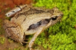 Frog Mucus Kills H1 Flu Virus, South Indian Frog Mucus Kills H1 Influenza Virus, south indian frog mucus kills flu virus, Peptides