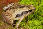South Indian Frog Mucus Kills H1 Influenza Virus, South Indian Frog Mucus Kills H1 Flu Virus, south indian frog mucus kills flu virus, Peptides South Indian Frog Mucus Kills H1 Influenza Virus, South Indian Frog Mucus Kills H1 Flu Virus, south indian frog mucus kills flu virus, Peptides