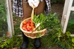 Fruits and Veggies growth, Vegetables at Home, fruits and veggies that are easy to grow at home, Strawberry