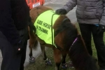 guide, Retinitis Pigmentosa, indian origin man with eye condition to get guide horse in uk, Briton