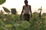 Illinois Parables, Tin Win Niang, global cinema film festival of boston boasts outstanding selection, Night film
