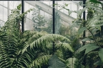 plants, home, growing plants good for you and your home, Oil spill plants, home, growing plants good for you and your home, Oil spill