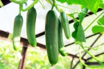 Cucumber viral, Cucumber hack, hack to grow cucumber is going viral for all the right reasons, Tomatoes Cucumber viral, Cucumber hack, hack to grow cucumber is going viral for all the right reasons, Tomatoes