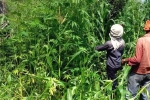 Himachal Pradesh, Cannabis cultivation news, himachal pradesh to legalize cannabis cultivation, Cannabis cultivation