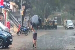 Rains 2024 prediction, Rains 2024 India, imd predicts heavy rainfall for five days, Chhattisgarh