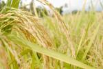 IPAB, Indian Basmati Rice, ipab to allot gi tag to indian basmati rice, Ipab IPAB, Indian Basmati Rice, ipab to allot gi tag to indian basmati rice, Ipab