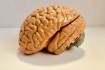 Brains, Jayanthi Sivaswamy, indians have smaller brains a study revealed, Iba 100