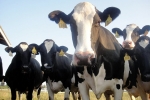 Michigan news, Irish company's joint cheese venture in Michigan, irish company s joint cheese venture in michigan, Rick snyder Michigan news, Irish company's joint cheese venture in Michigan, irish company s joint cheese venture in michigan, Rick snyder