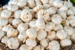 Garlic Vs Mosquito Repellent facts, Garlic Vs Mosquito Repellent latest breaking, is garlic a mosquito repellent, Security Garlic Vs Mosquito Repellent facts, Garlic Vs Mosquito Repellent latest breaking, is garlic a mosquito repellent, Security