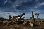 shutdown, best way to see joshua tree national park, joshua tree national park may take 300 years to recover from shutdown, Government shutdown